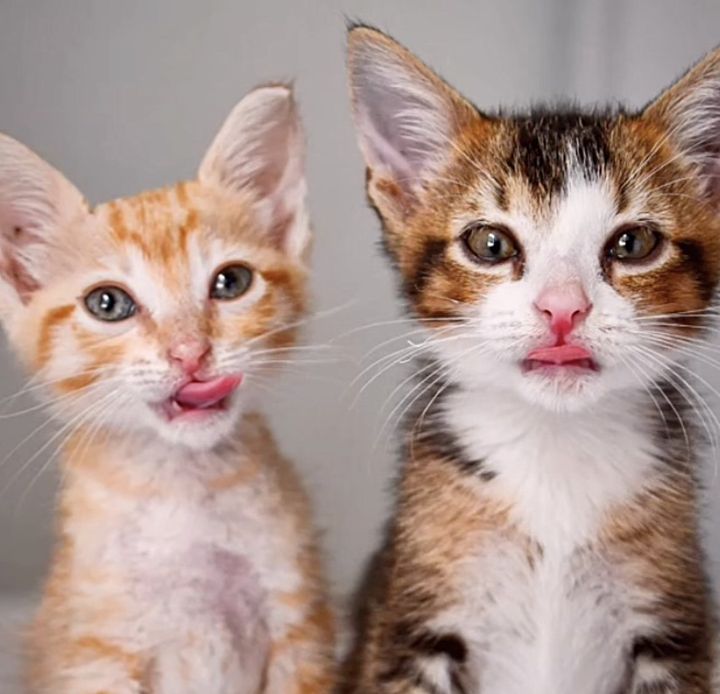 kittens tongue best friends