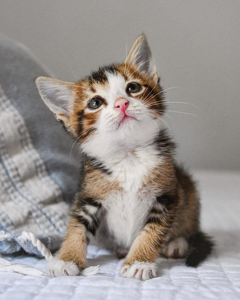 cute kitten sweet