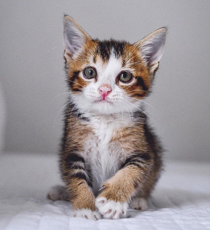 kitten cute eyes