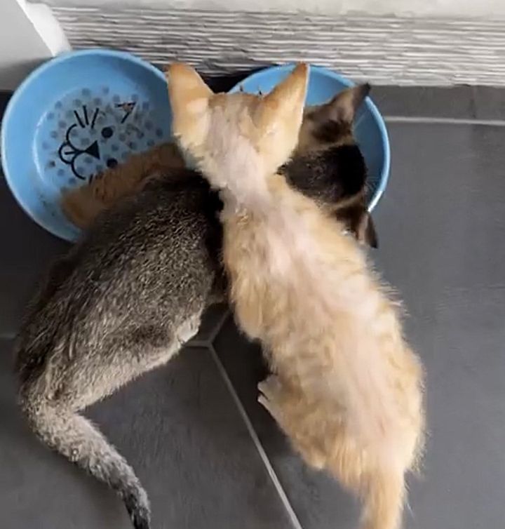 kittens meal time