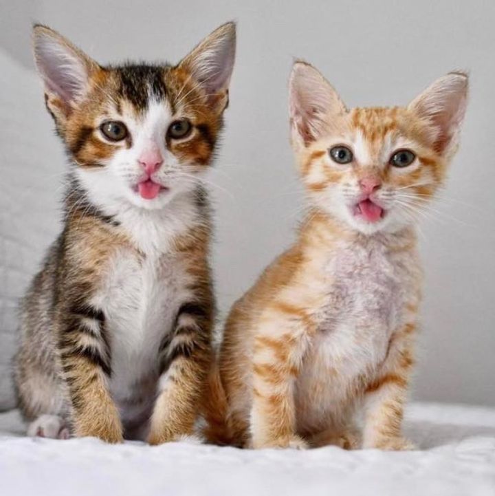 silly kittens tongues
