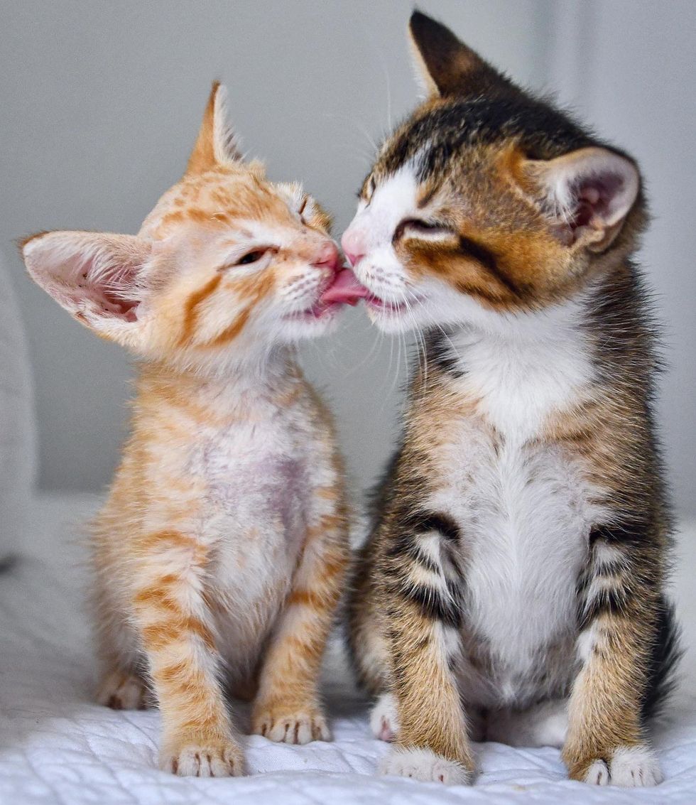 kittens friends kisses
