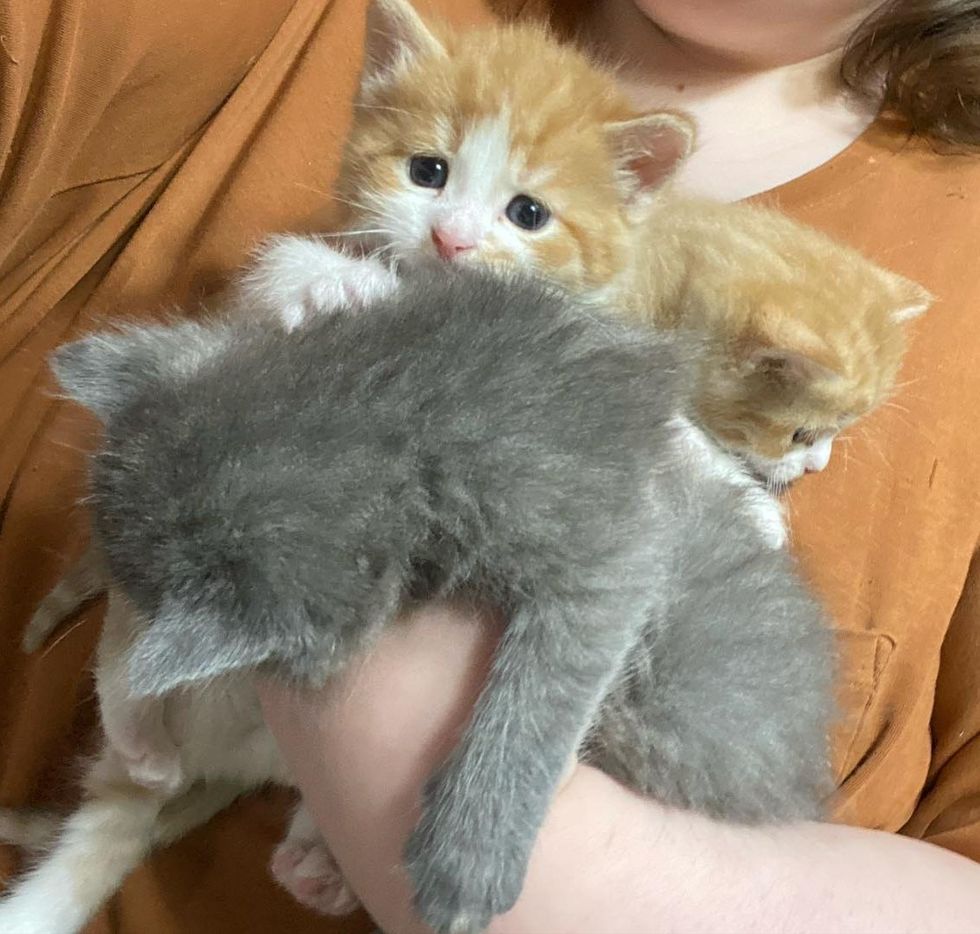 bouquet of kittens