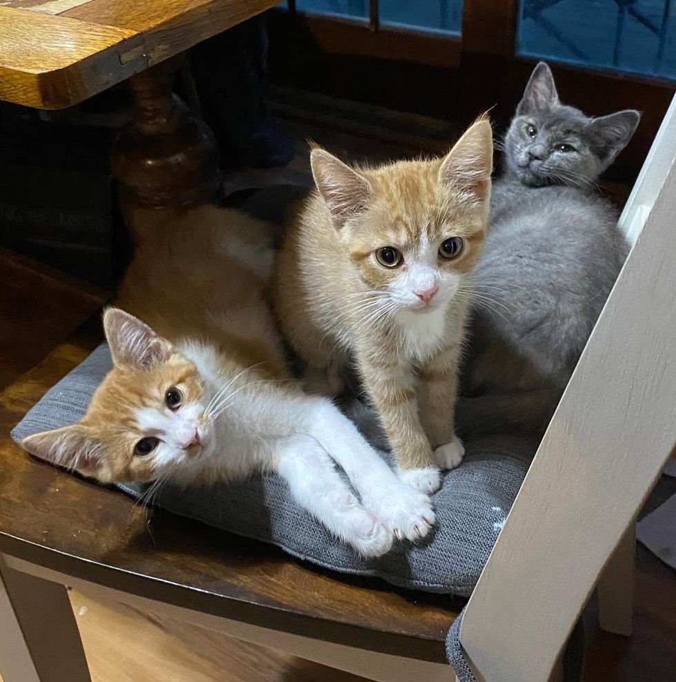 trio kittens