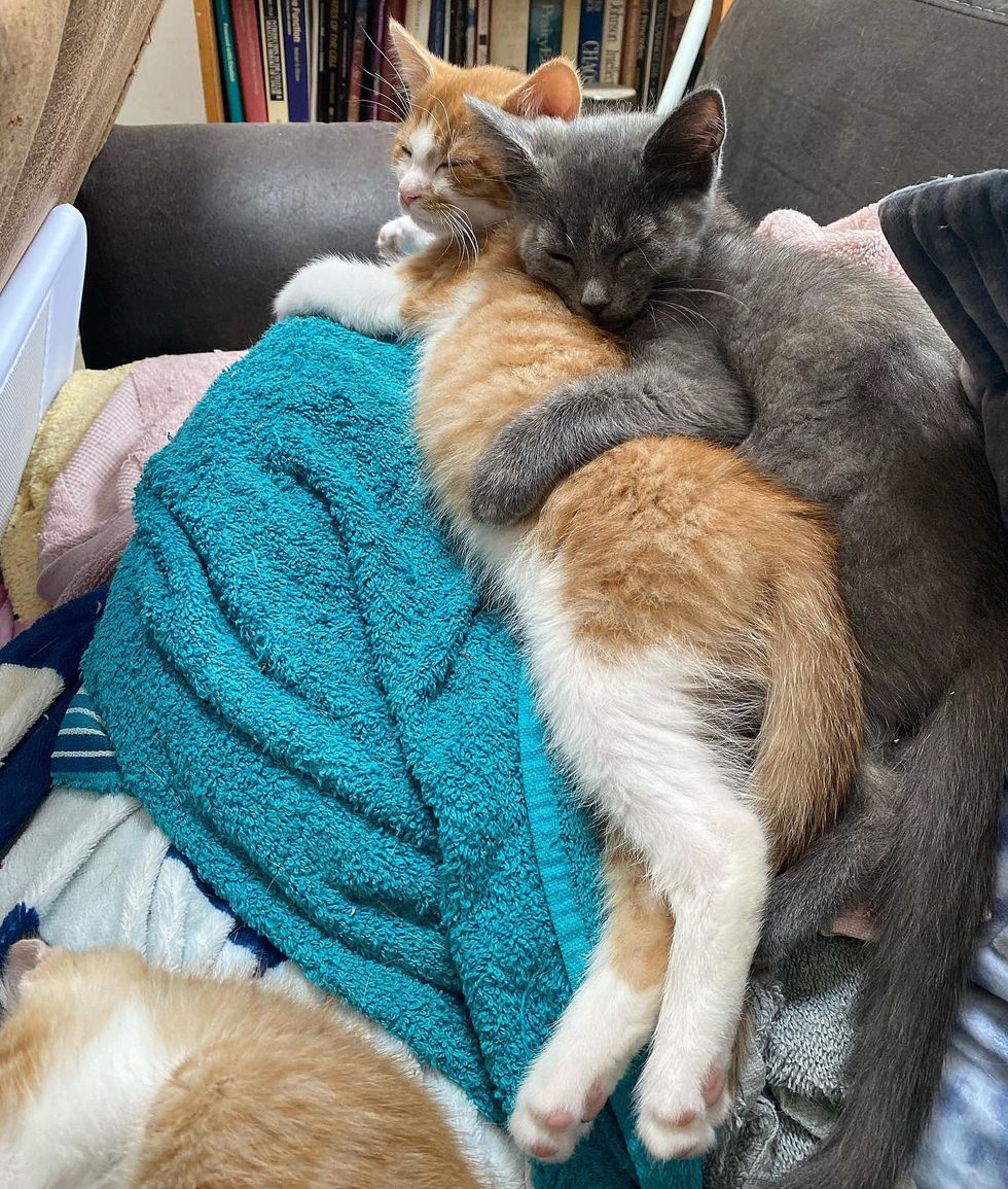 sweet kittens cuddling
