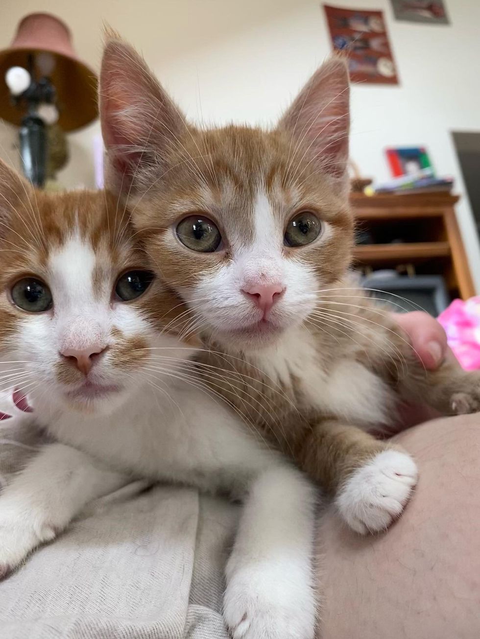 Sweet ginger kitten cuddling