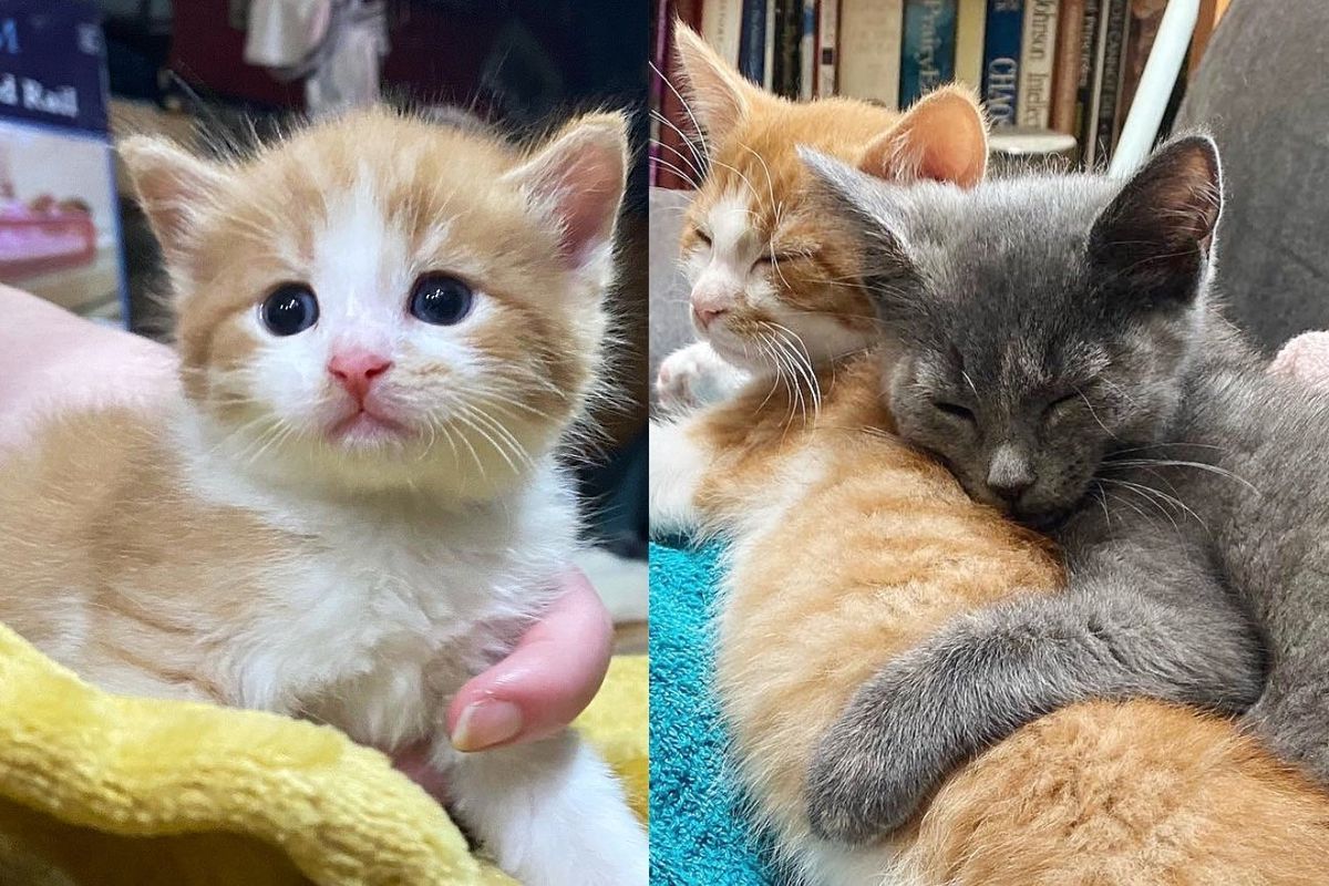 Worker Spots a Kitten Alone at Workplace and So Glad She Never Stops Looking for His Littermates
