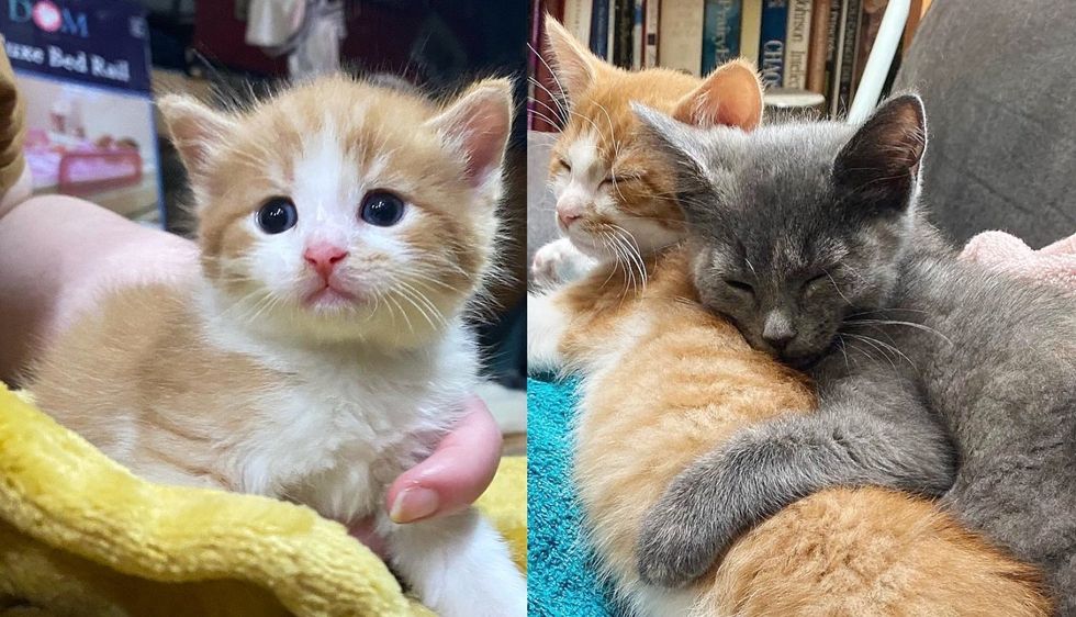 Worker Spots a Kitten Alone at Workplace and So Glad She Never Stops Looking for His Littermates