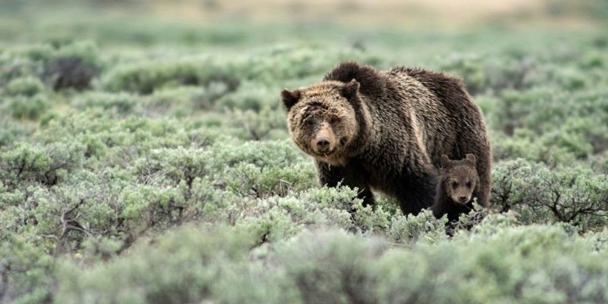 NextImg:Officials confirm dead woman found on hiking trail near Yellowstone National Park died from grizzly bear attack
