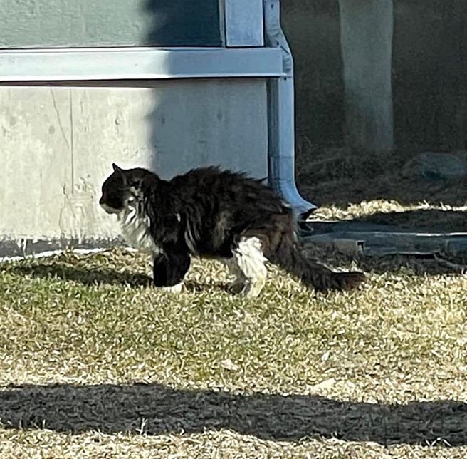 street cat fluffy stray