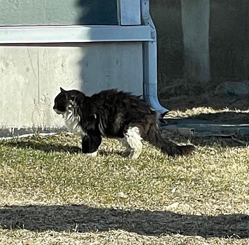 street feline  fluffy stray