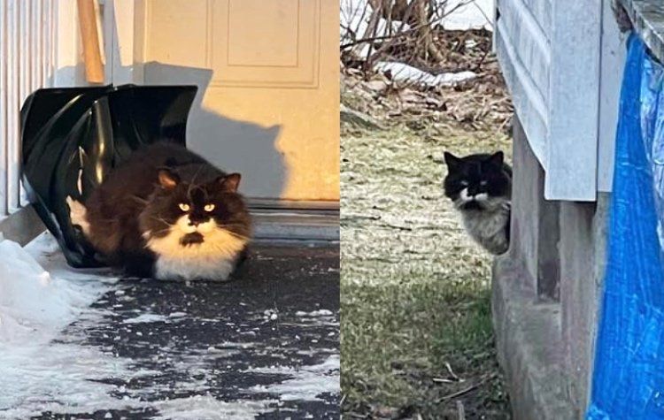 stray fluffy cat