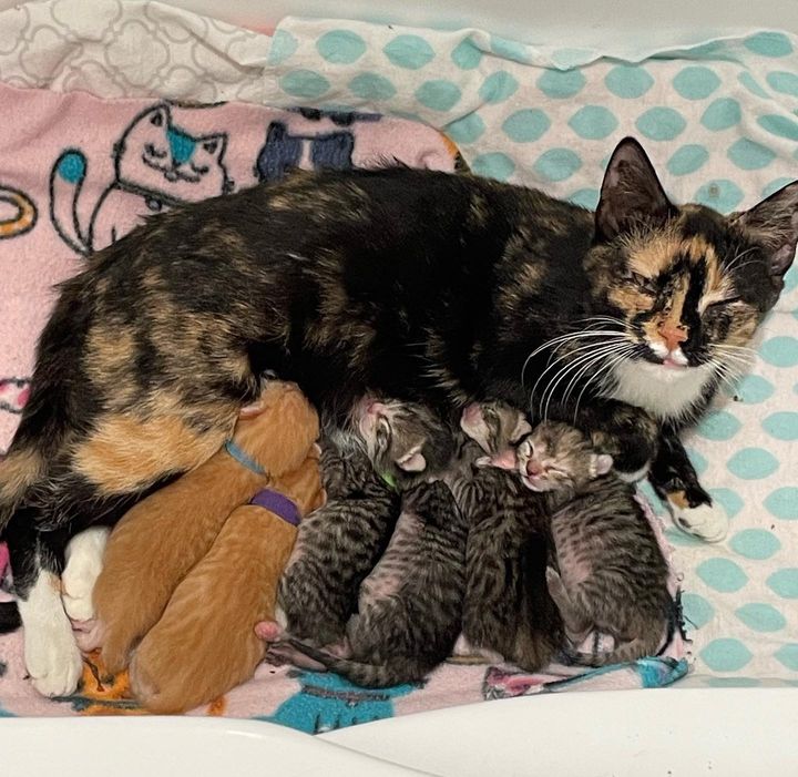 cat mom sleeping kittens