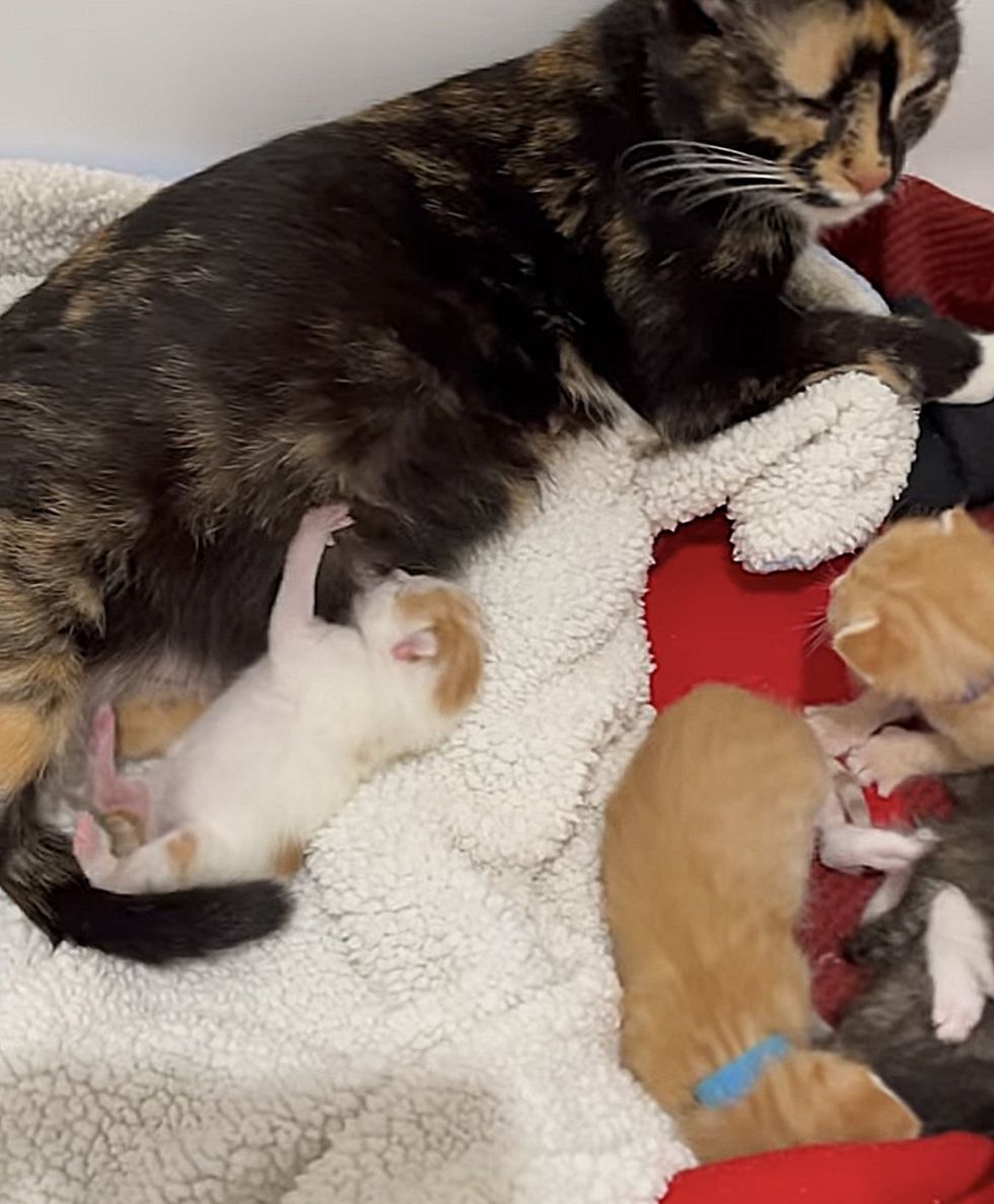 kitten nursing cat
