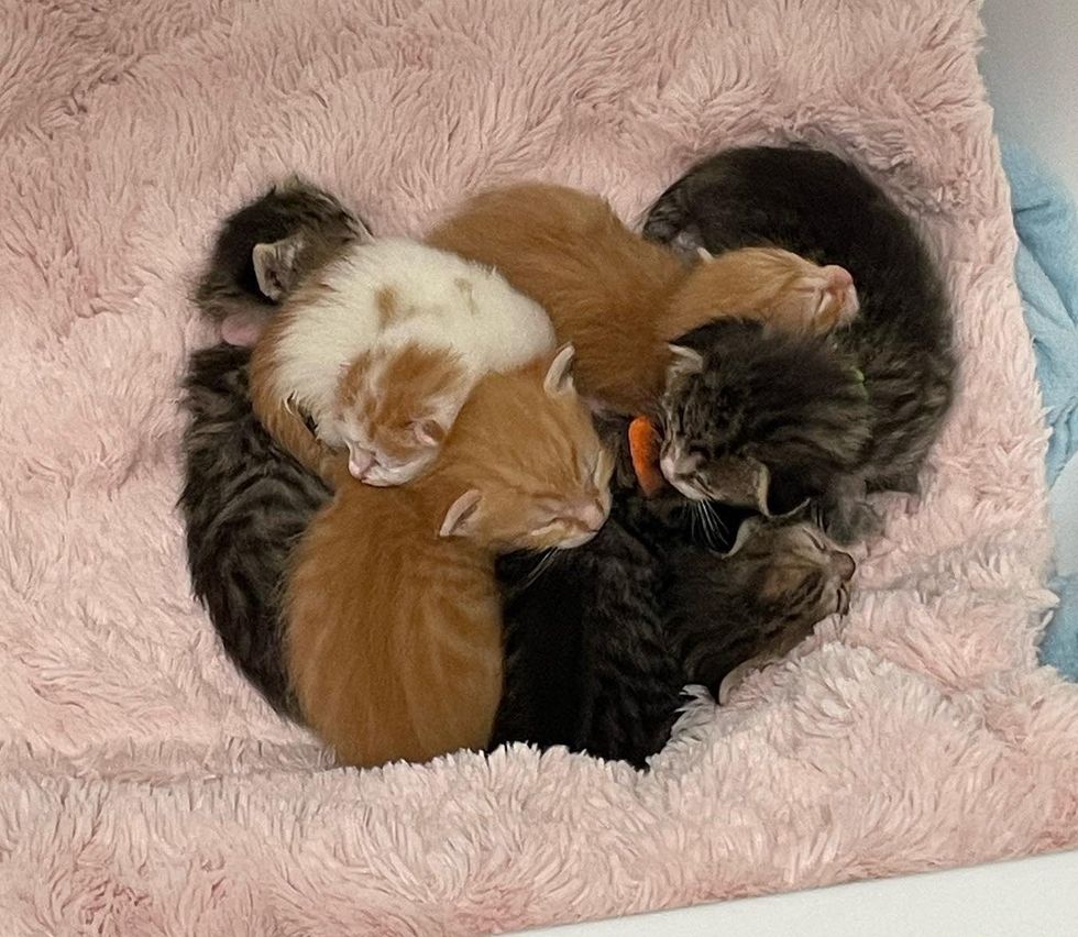 kittens sleeping cuddle