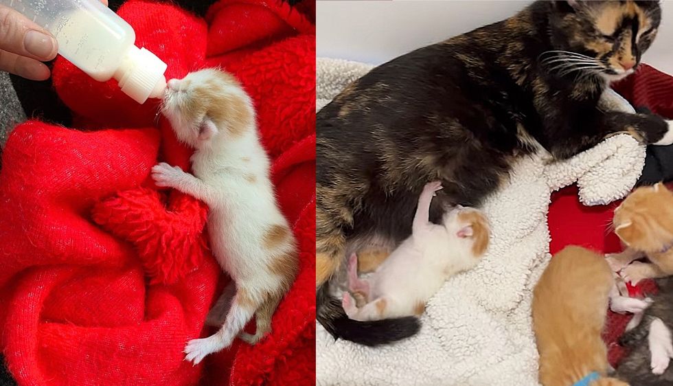 Kitten is Found in a Basket at a Park and Shortly After He is Accepted by a Cat and Her Litter of Six