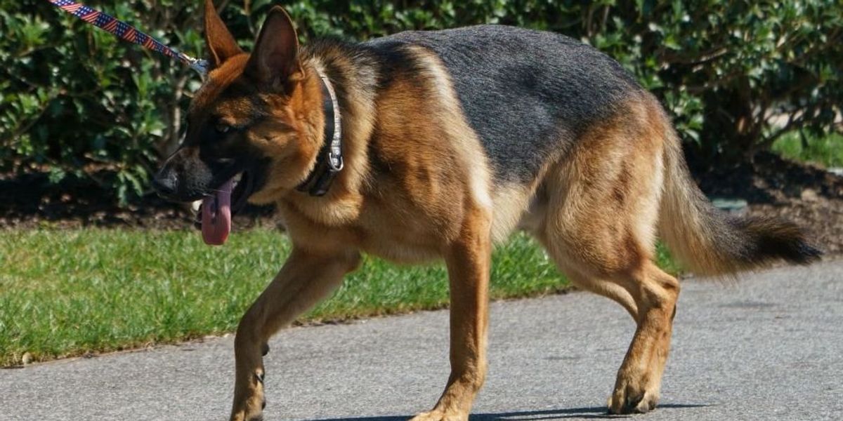 NextImg:White House offers laughable excuse after Biden's dog bites multiple Secret Service agents: 'Stressful for all of us'