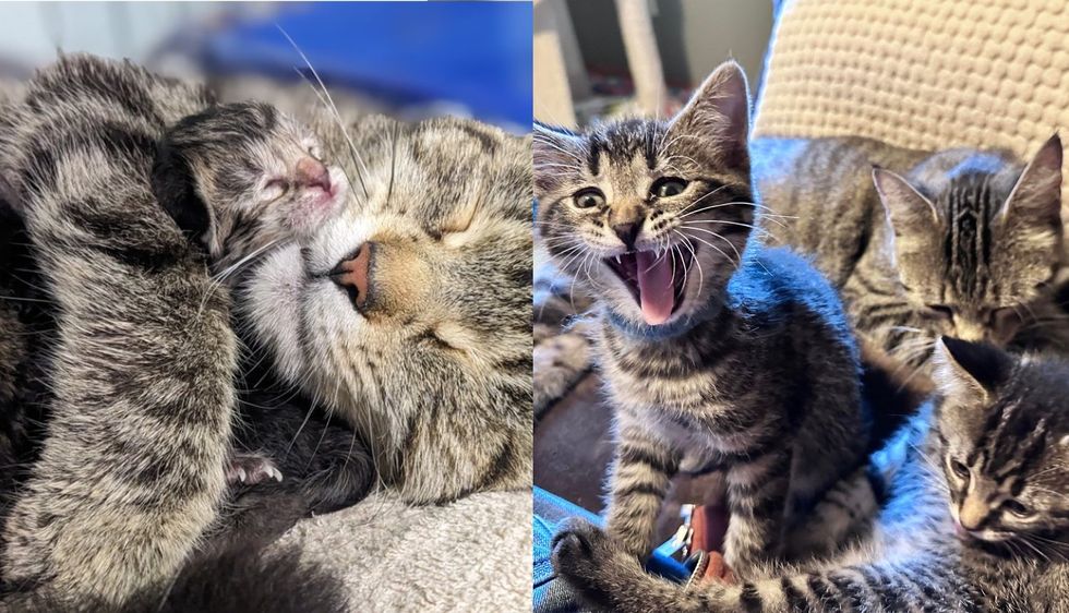 Cat Shows Up in Someone's Garage and Taken in by Volunteers, Shortly After She Has Kittens in Their Building