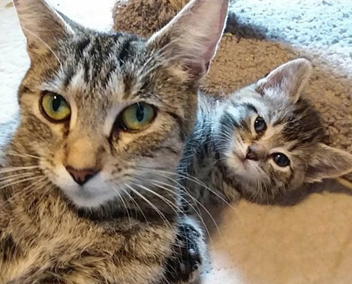 cat mom tabby kitten