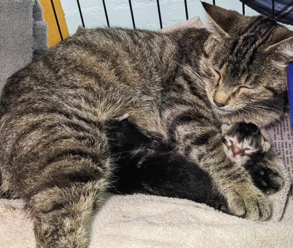 cat parent  cuddles kittens