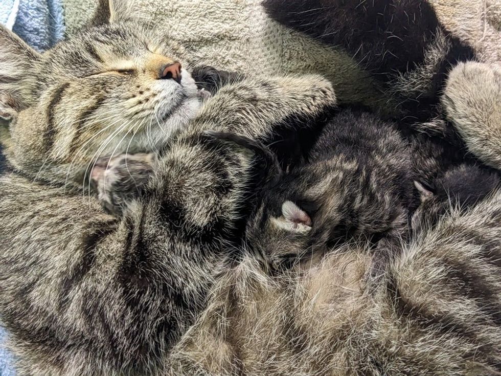 sweet feline  mom, cuddling kittens