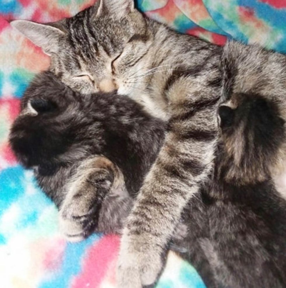 cat hugs kittens