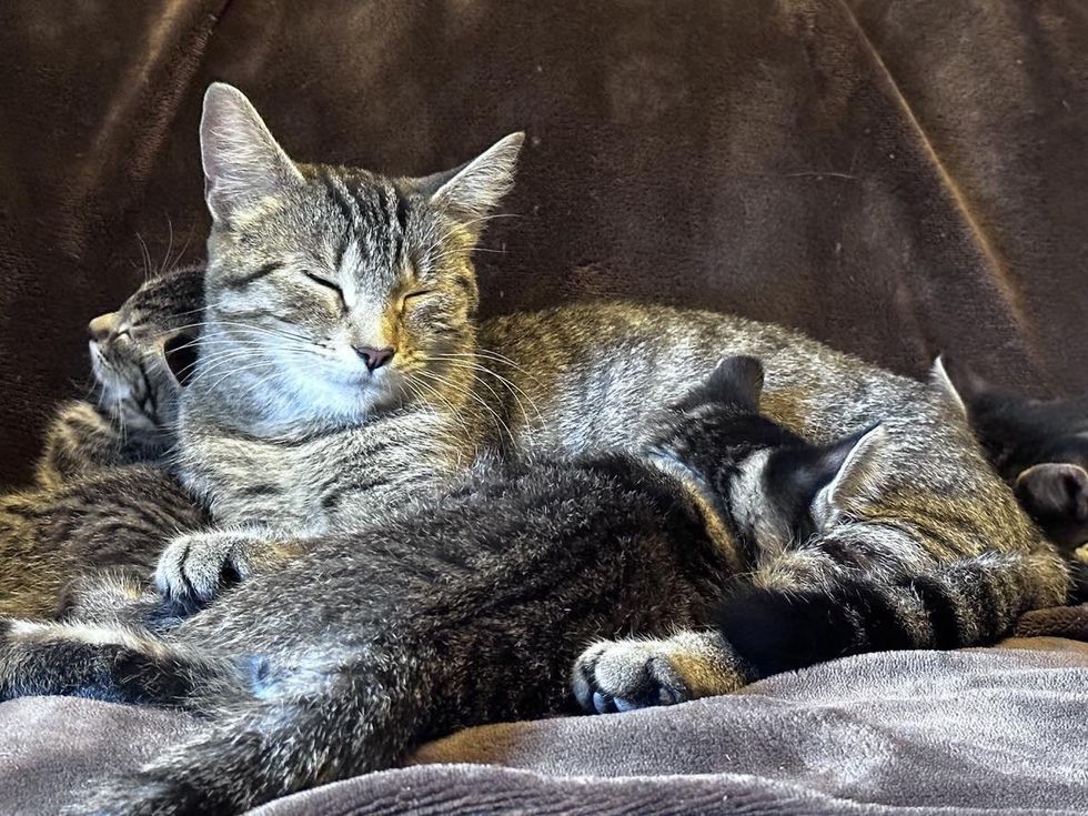 kittens nursing on cat
