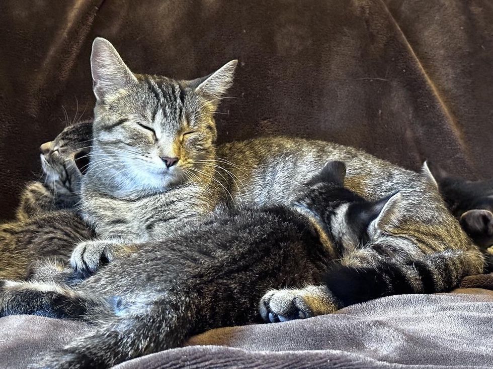 kittens nursing connected  cat