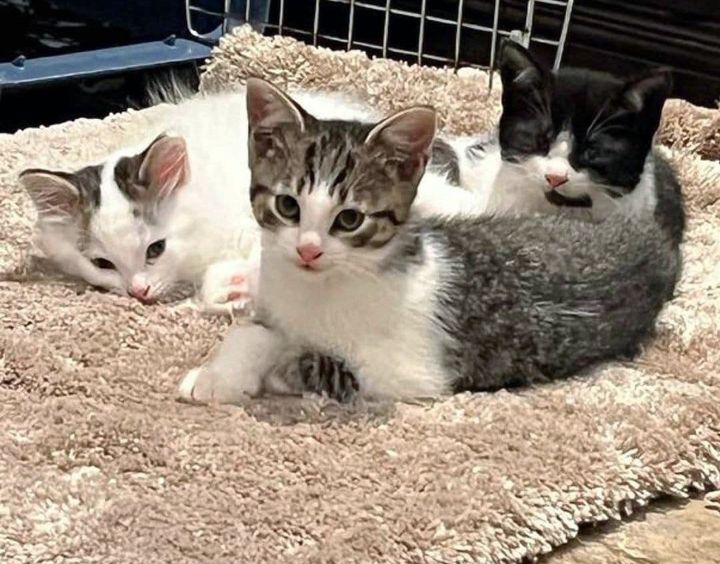 trio kittens cute