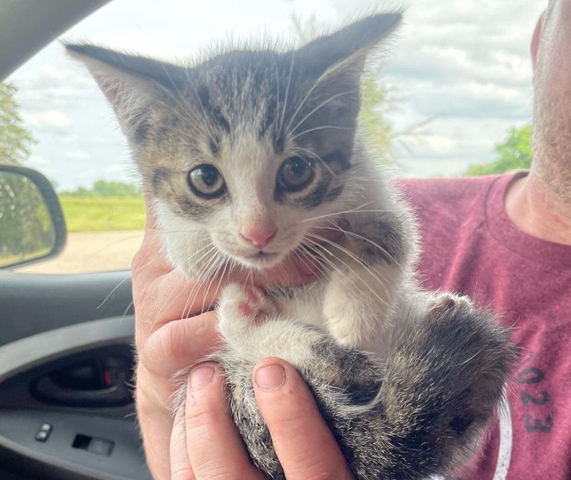 tabby kitten rescue