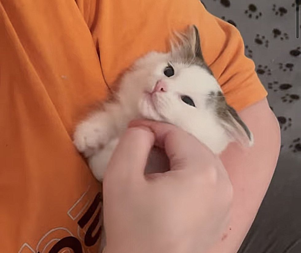 kitten cuddle session