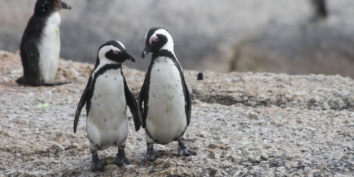 Two penguins looking at each other.