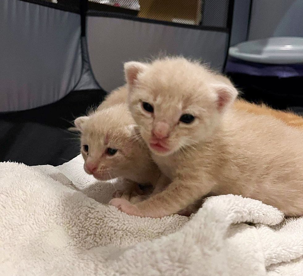 cream kittens