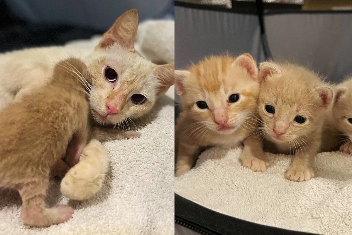 Resident Notices Cat Change from Plump to Skinny Overnight and Realizes There are Kittens Near Their Home