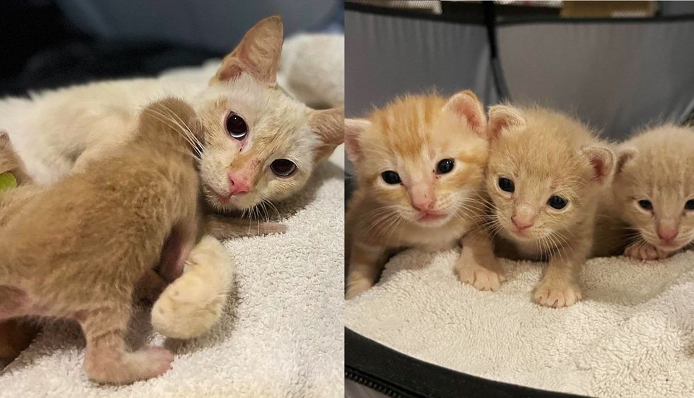 Resident Notices Cat Change from Plump to Skinny Overnight and Realizes There are Kittens Near Their Home