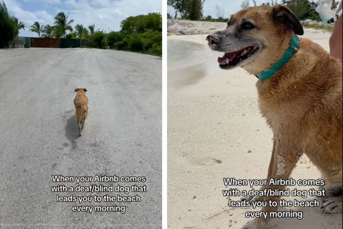 airbnb, traveling to the caribbean, dogs