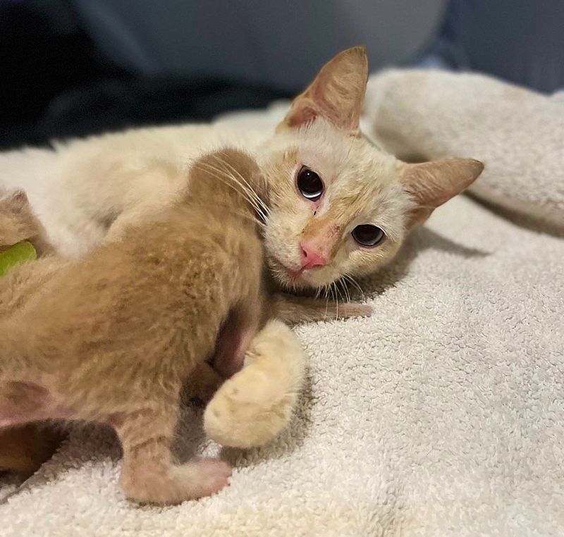 cat mom nursing kitten