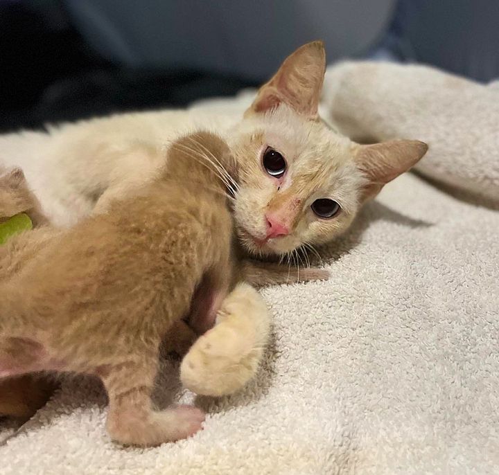 cat mom nursing kitten