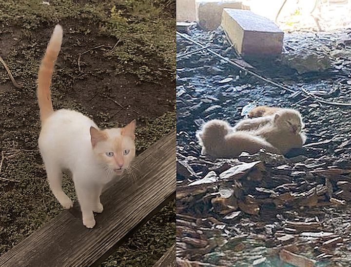 stray cat kittens porch