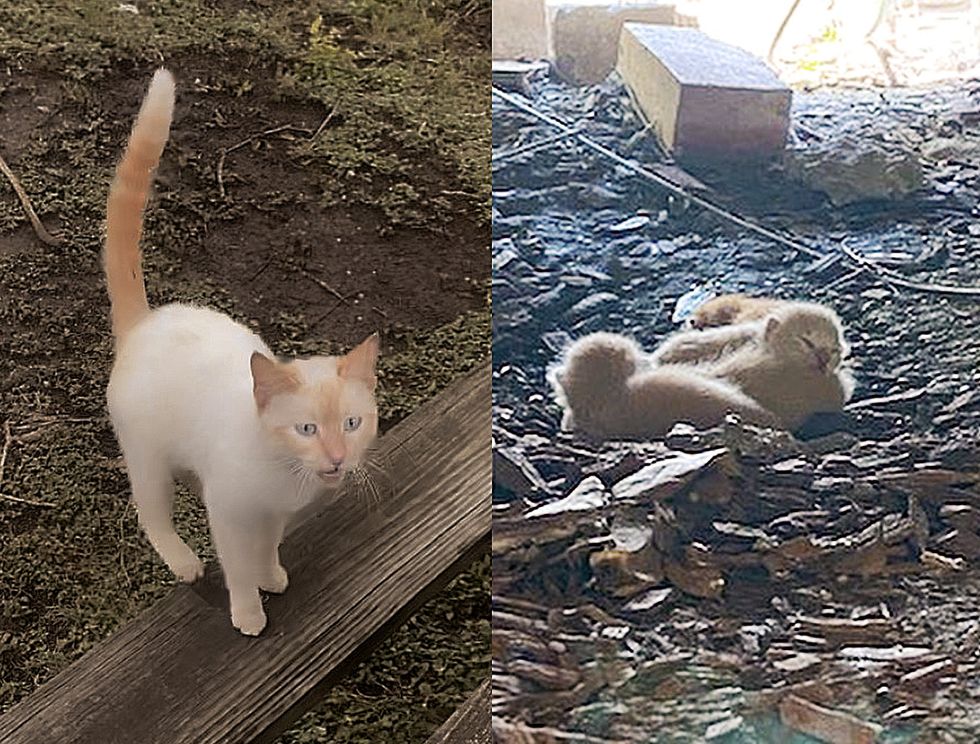 stray feline  kittens porch