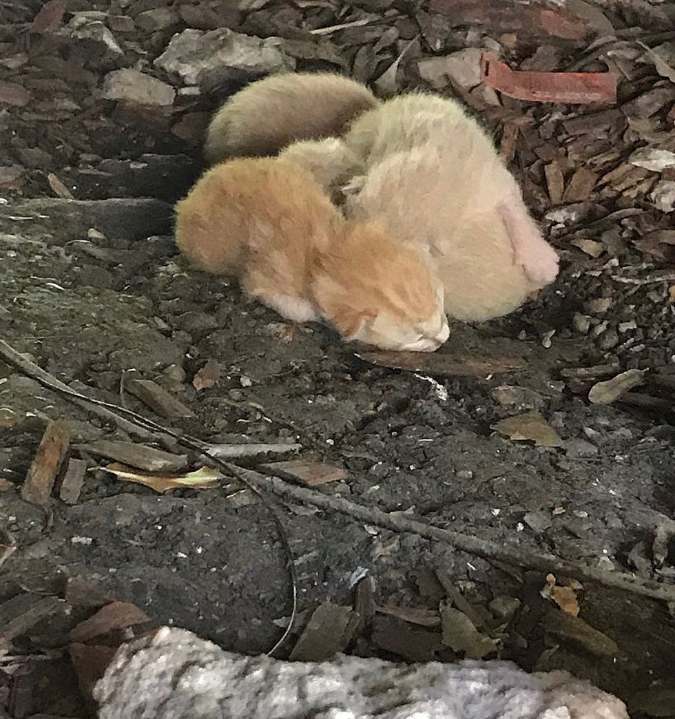 newborn kitten pouch