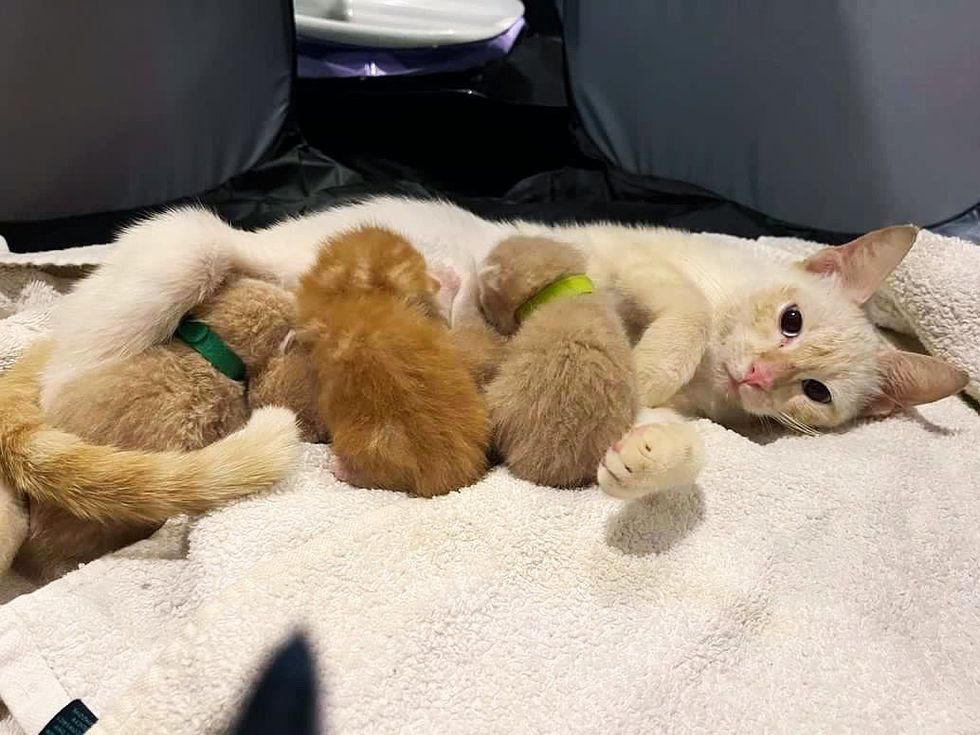 cat mom nursing kittens