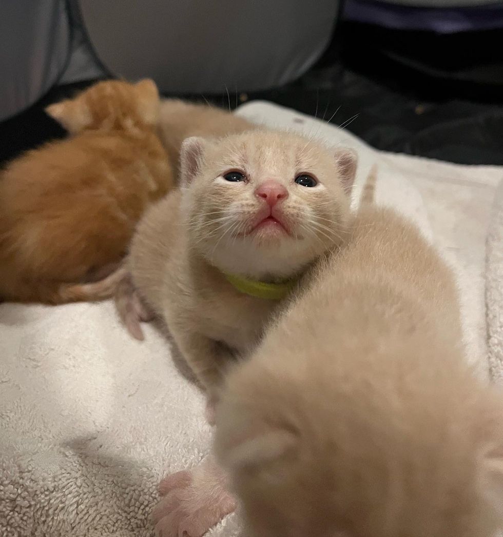 little cream kitten