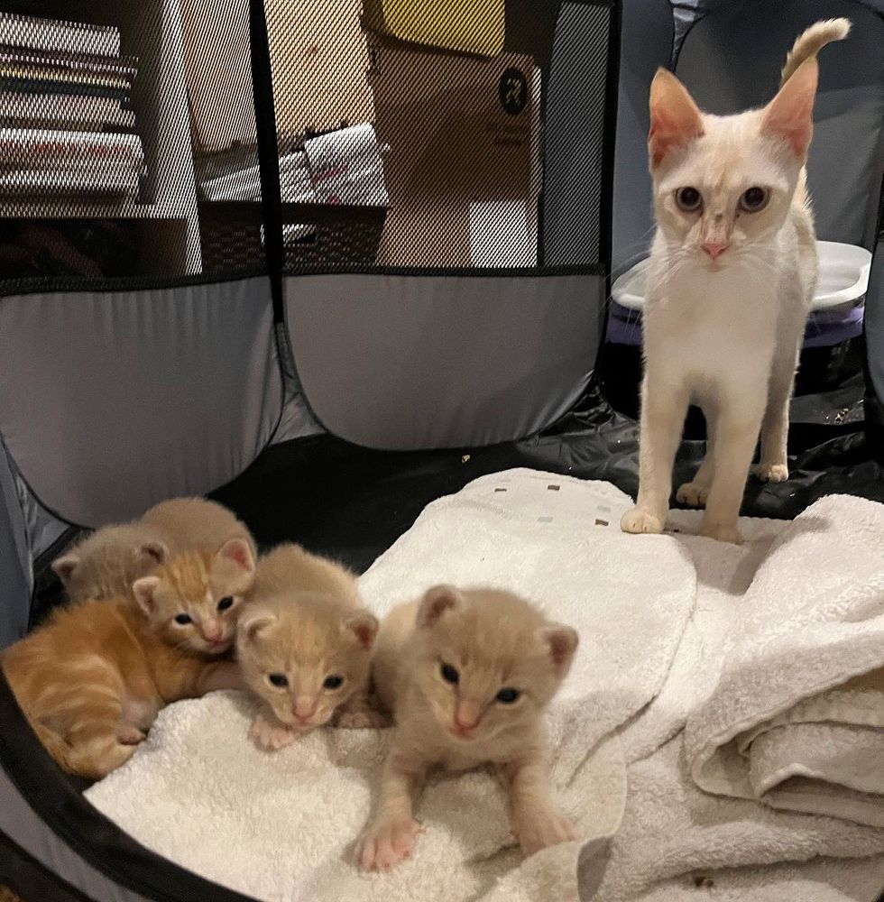 cat mom kittens home