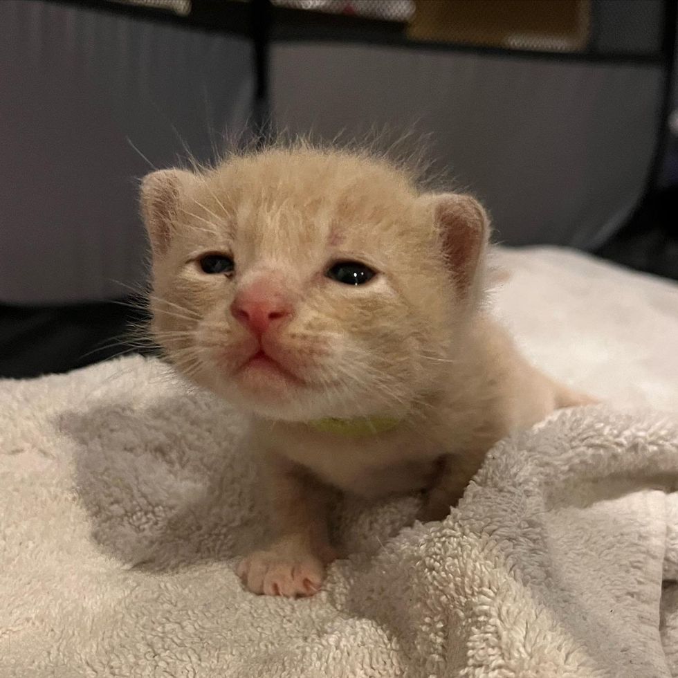 cute cream kitten