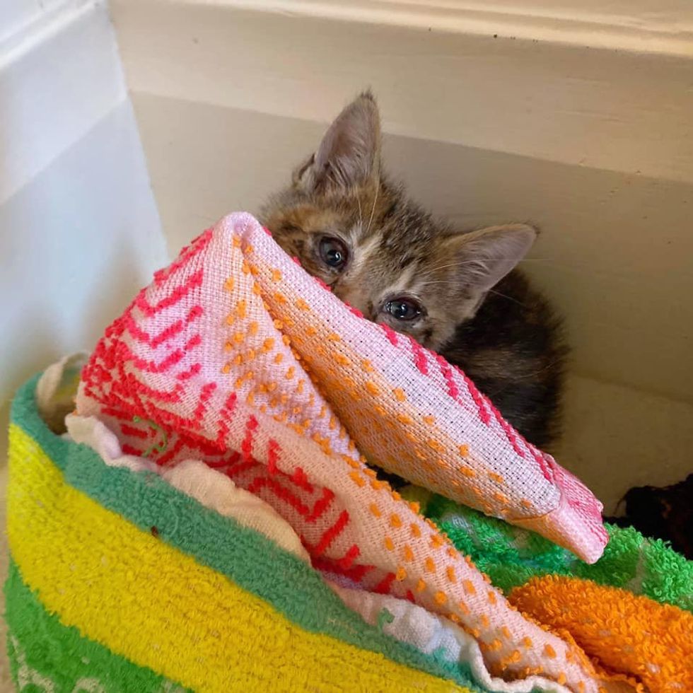 stray kitten hiding blanket