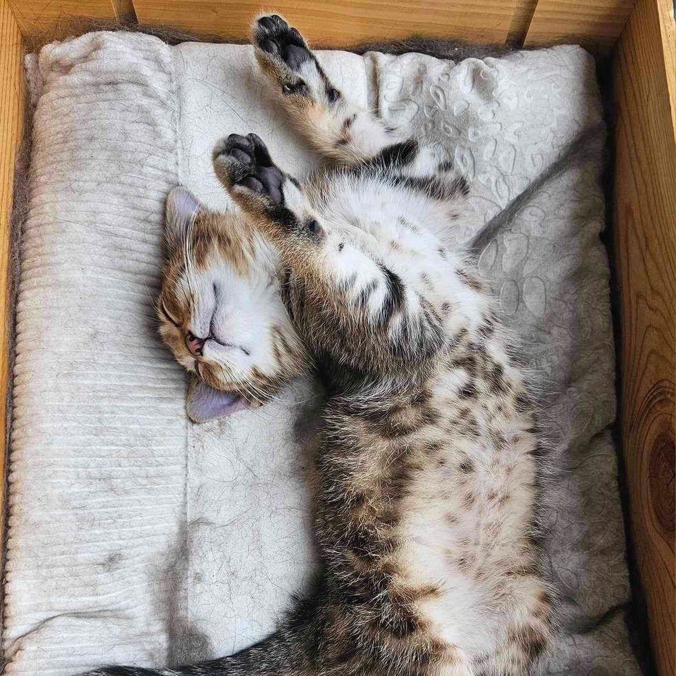 sleeping kitten tabby