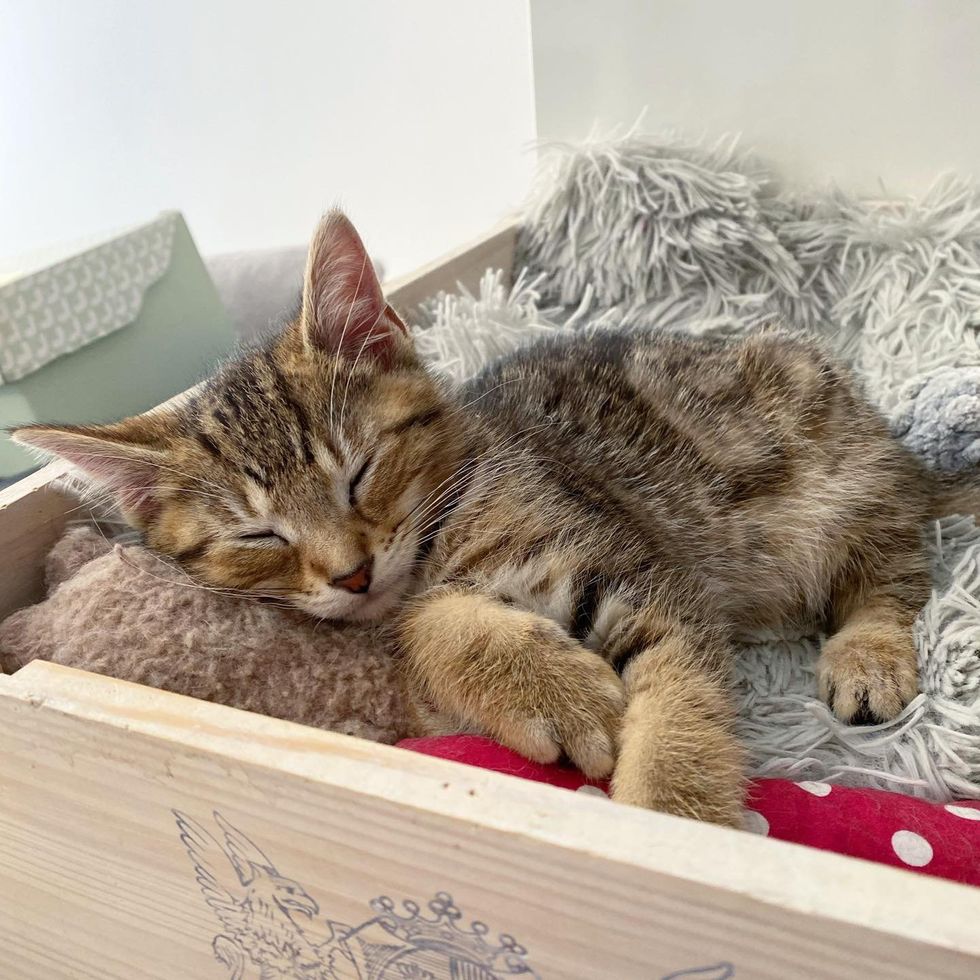 happy tabby kitten sleeping