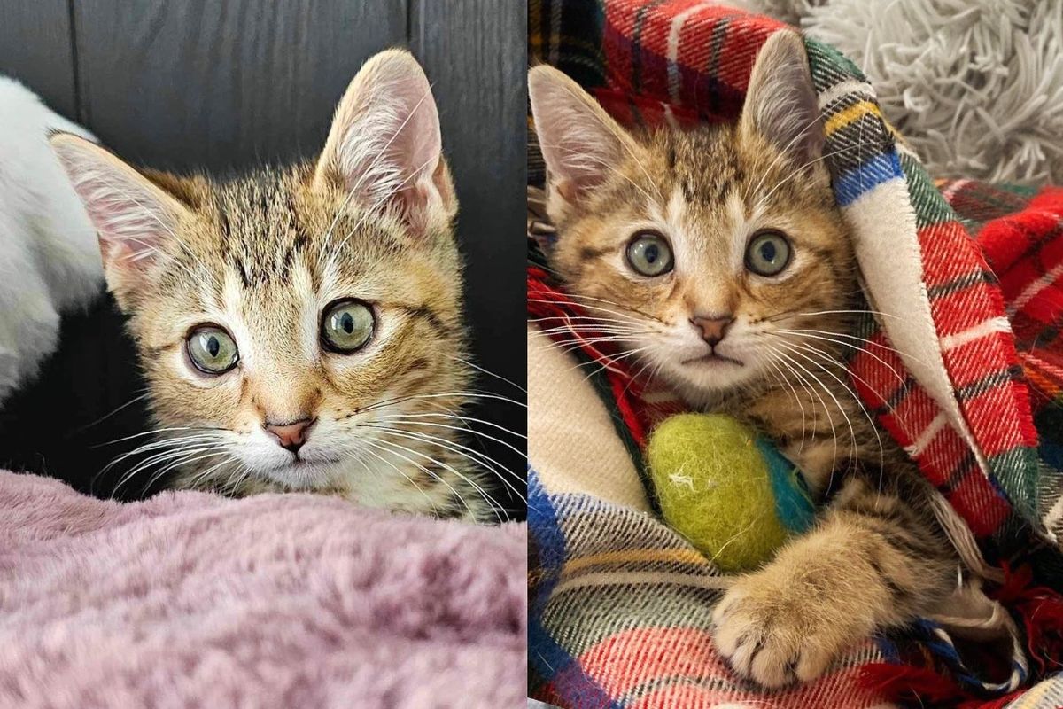 Driver Spots a Ball of Fur on the Road, Turns Out It's a Kitten, In One Day His Life Completely Changes