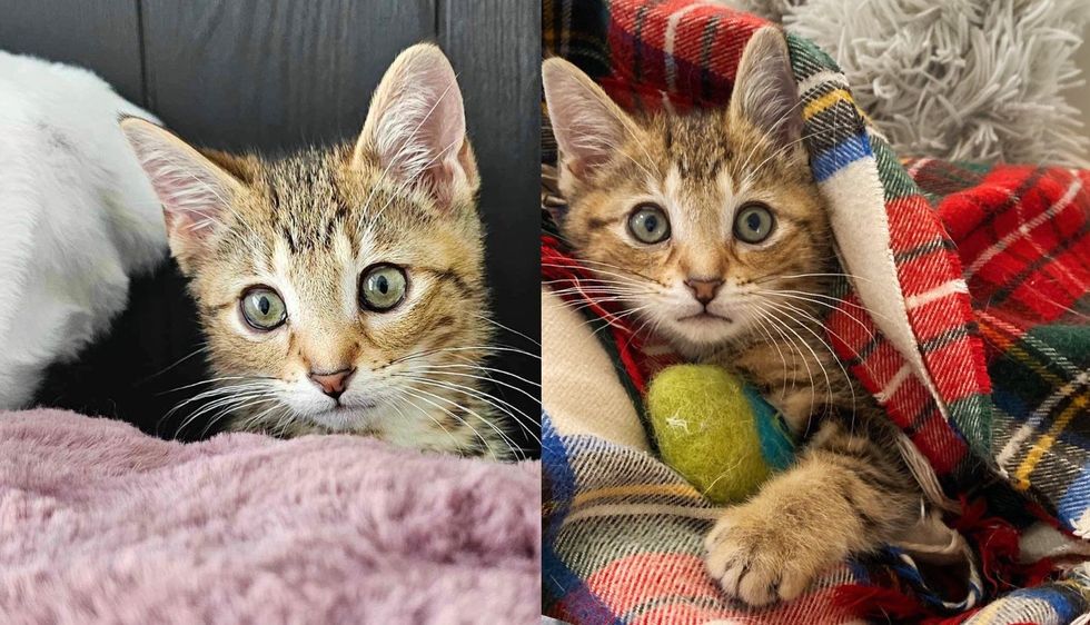 Driver Spots a Ball of Fur on the Road, Turns Out It's a Kitten, In One Day His Life Completely Changes